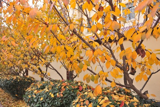 秋天樹(shù)葉