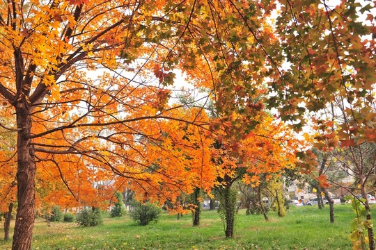 公園風(fēng)景