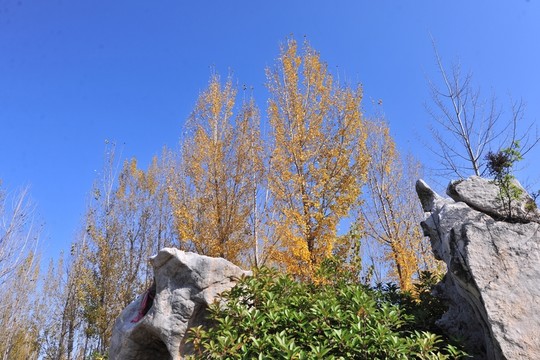 樹(shù)林