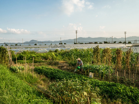 田園