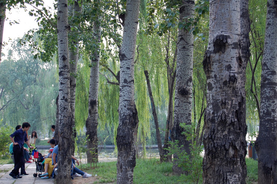 公園 白楊