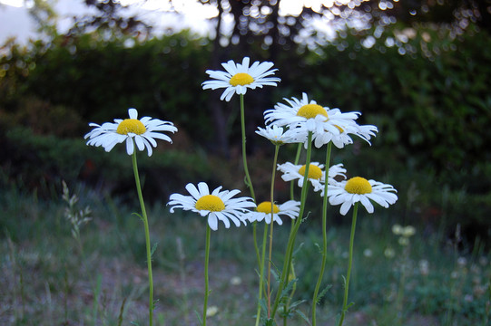 小白花
