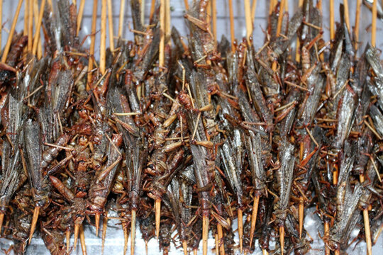 百蟲(chóng)宴 燒烤 蝗蟲(chóng) 油炸 蟲(chóng)子