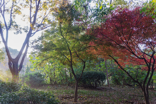 濟南泉城公園