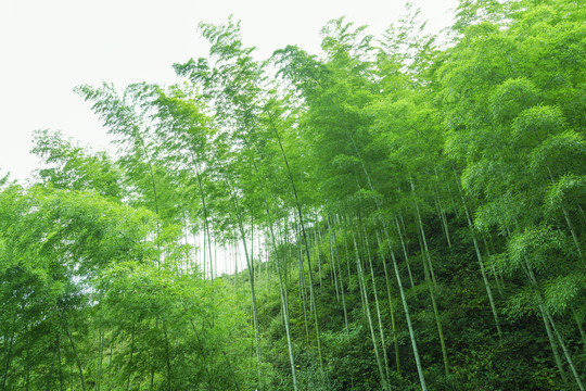木坑竹海