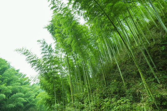 木坑竹海