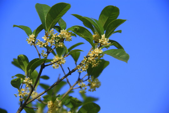 桂花