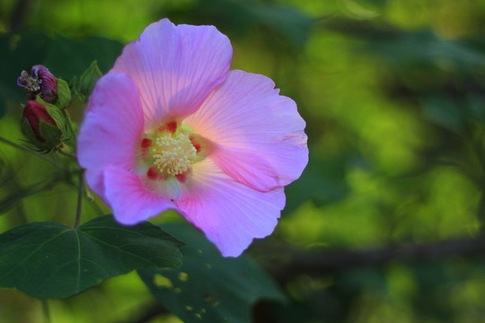芙蓉花
