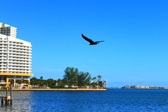 鳥(niǎo)；天空；海洋；建筑物