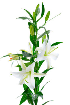美麗的白色百合花