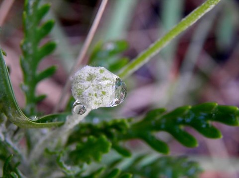花園里的蝸牛