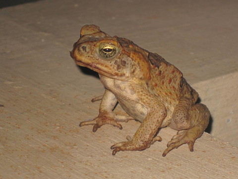 青蛙