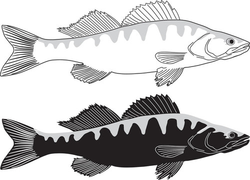 魚梭魚鱸