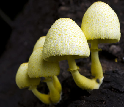 黃色的蘑菇