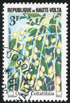 山柚子屬celtidifolia