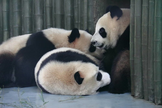 三只大熊貓在玩耍