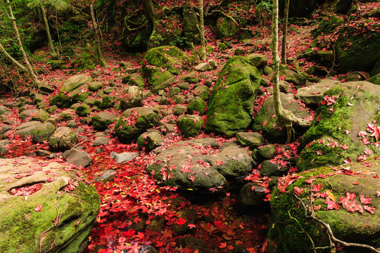 紅色的楓葉在秋天在phukradung國家公園