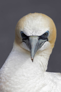 澳洲鰹鳥（桑serrator）