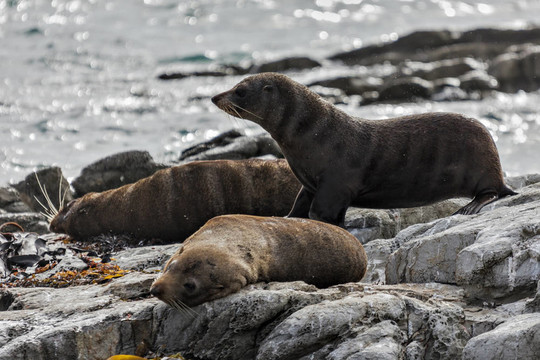 新西蘭海狗（學名Arctocephalus forsteri）
