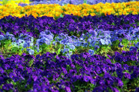 花枕