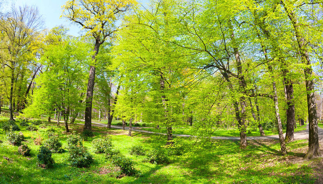 公園里的春天