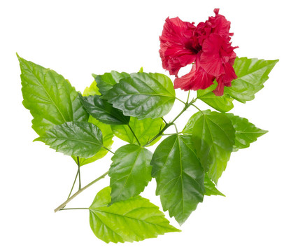 遺產(chǎn)龍玫瑰隔離