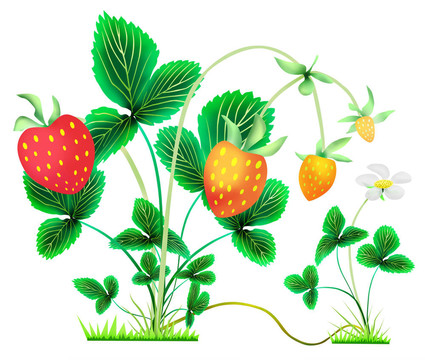 草莓漿果花