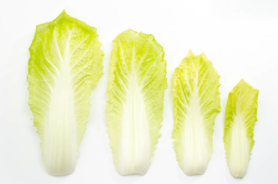 大白菜葉