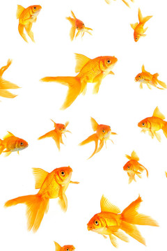 金魚