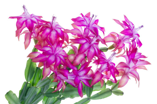 idoor粉紅色花