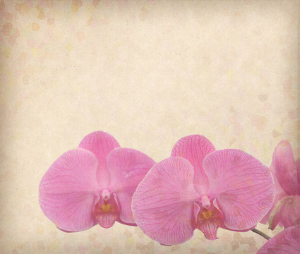 復(fù)古壁紙背景蘭花