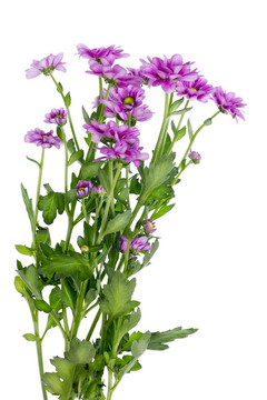 孤獨(dú)的布什紫菊花