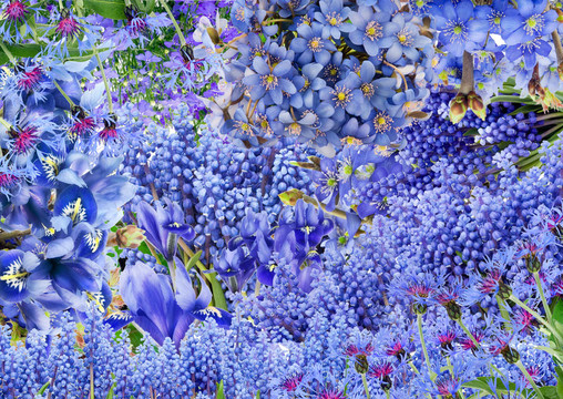 只有藍(lán)色的花