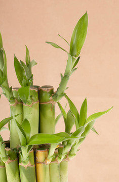 幸運(yùn)竹類植物