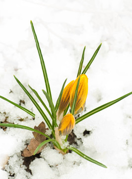 春天的花；黃色的番紅花和雪