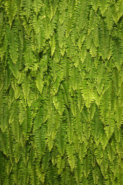 Green Fern的背景