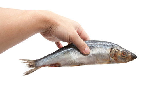 白色背景上的鯡魚