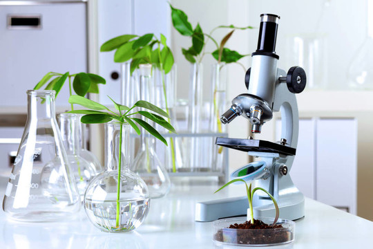 在綠色植物生物學實驗室
