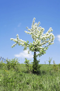 在春天的季節(jié)里，開(kāi)著白花的孤獨(dú)的樹(shù)