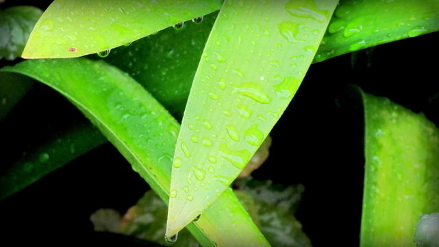 長葉子與雨滴