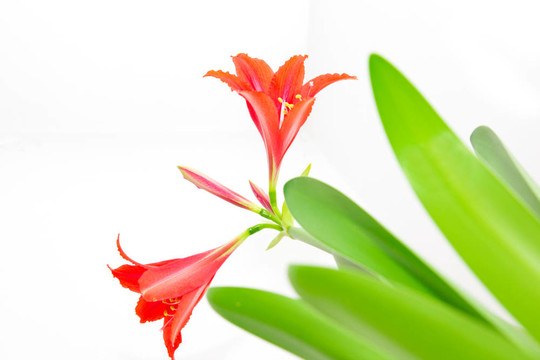 白色背景上的紅花