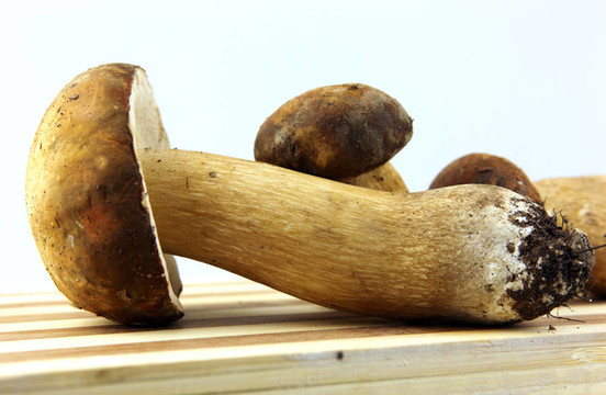 蘑菇牛肝菌；Boletus edulis