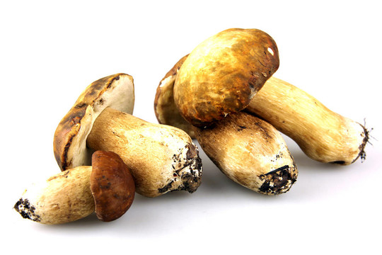 蘑菇牛肝菌；Boletus edulis