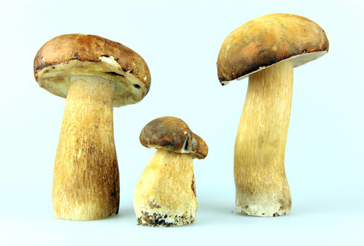 蘑菇牛肝菌；Boletus edulis