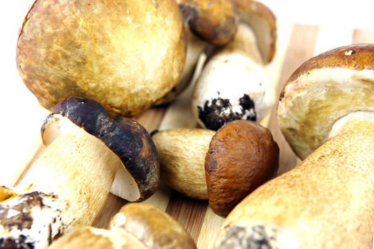蘑菇牛肝菌；Boletus edulis