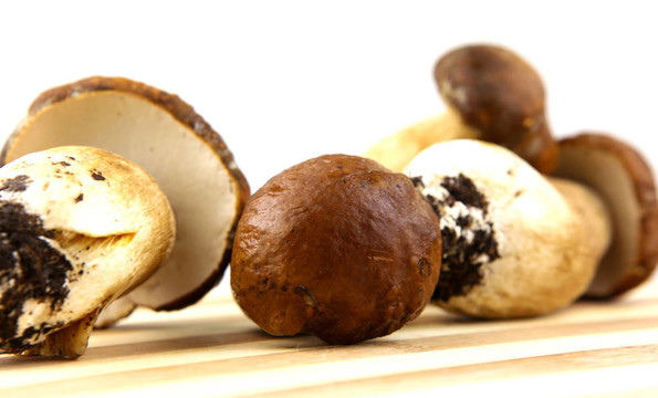 蘑菇牛肝菌；Boletus edulis