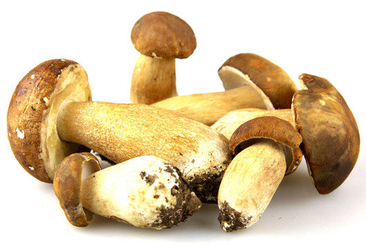 蘑菇牛肝菌；Boletus edulis