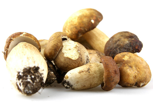 蘑菇牛肝菌；Boletus edulis