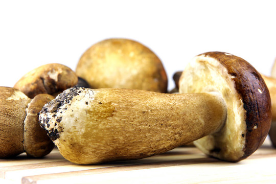 蘑菇牛肝菌；Boletus edulis