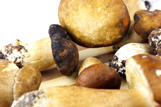 蘑菇牛肝菌；Boletus edulis